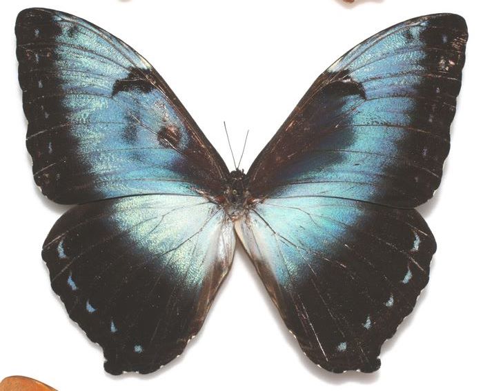 Morpho cisseis (aberration) (Internet Image property of respective owner, non-commercial use only)